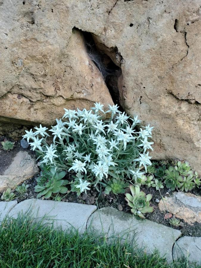 Villa Garden Bešeňová المظهر الخارجي الصورة